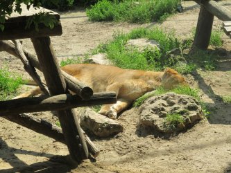 ZOO a Dinopark Košice