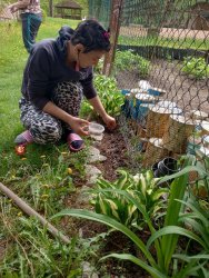 Jarné práce - sadenie papriky