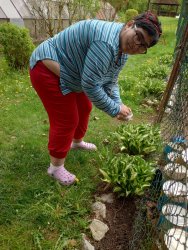 Jarné práce - sadenie papriky