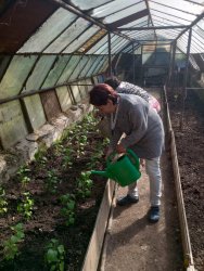 Jarné práce - sadenie papriky