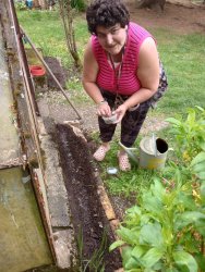 Jarné práce - sadenie papriky